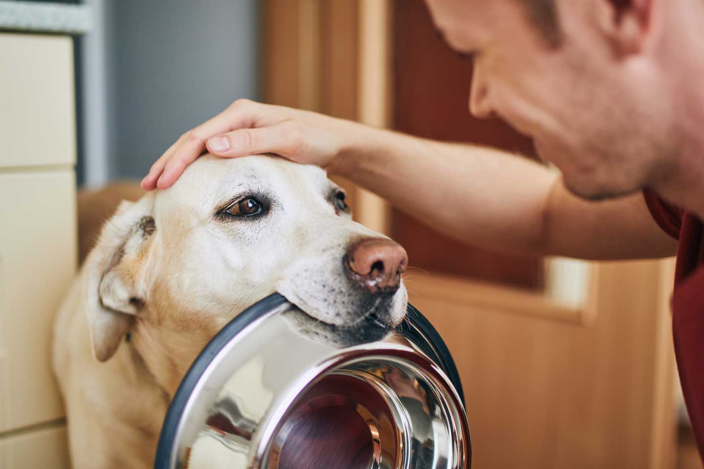 iOOH effectiveness: How a doggy billboard achieved a 28% consumer recall rate.